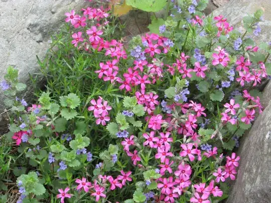 pink flowers