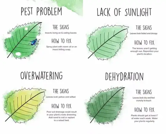leaf