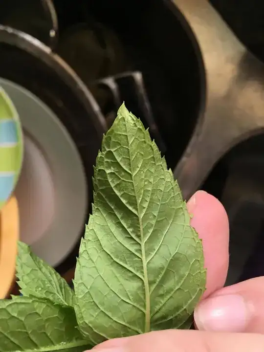 second leaf from the bottom side
