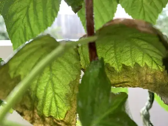 Spider mites and webbing under raspberry leaves