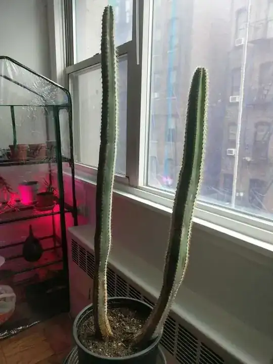Cactus from a distance profile view