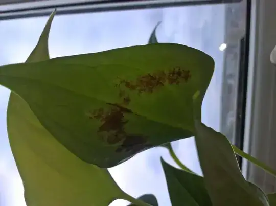 underside of leaves