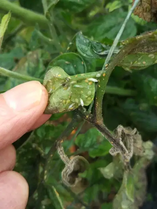 young and older psyllids