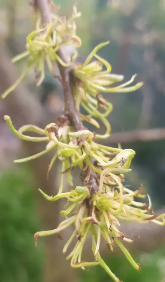 leaves