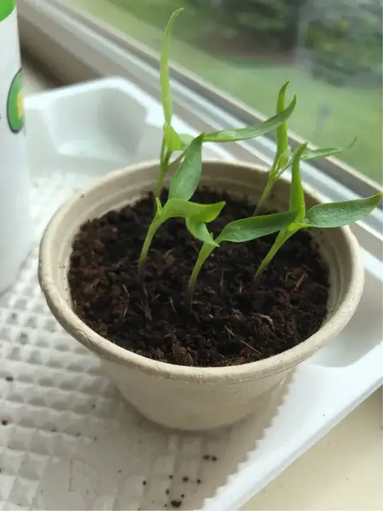 Bell Pepper Plants