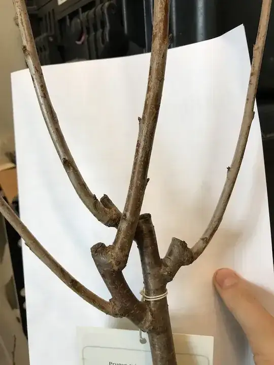 photo of limbs 1