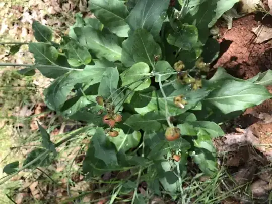 Low laying plant with large arrow shaped leaves and stalks with berries on the ends