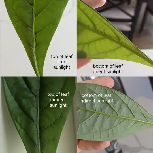 4 close-up photos of avocado leaf with black spots near vein. top 2 images are of the top and bottom of the leaf in direct sunlight and two bottom photos are of the top and bottom of leaf in indirect sunlight