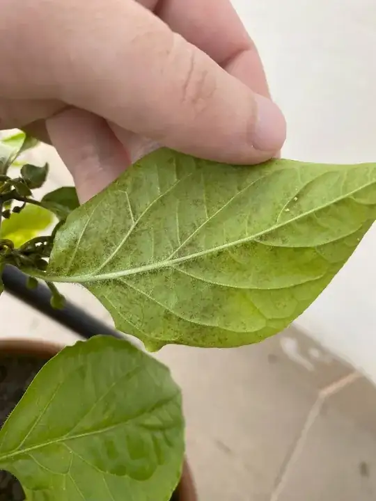 Healthy leaf from the bottom