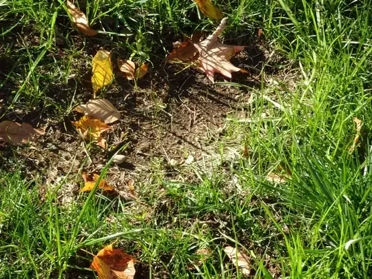 Grass growing on my lawn