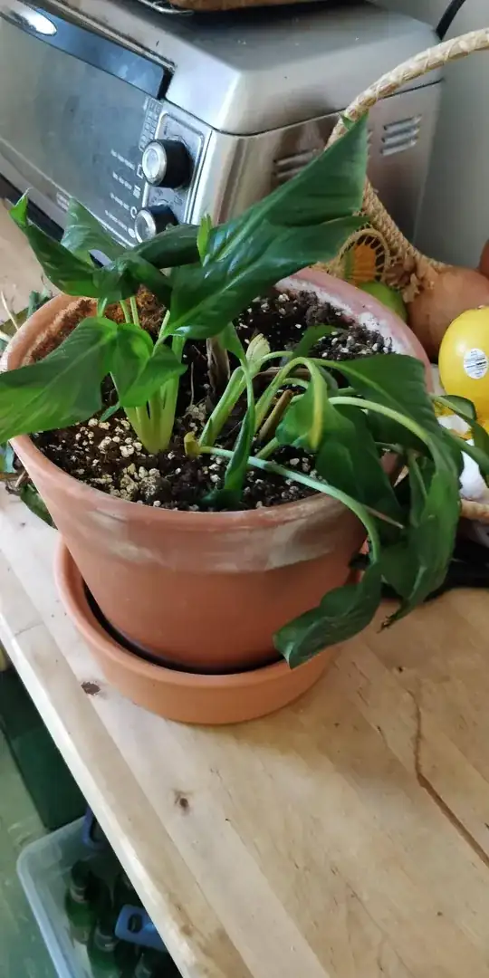 eThe last healthy remainder of the plant