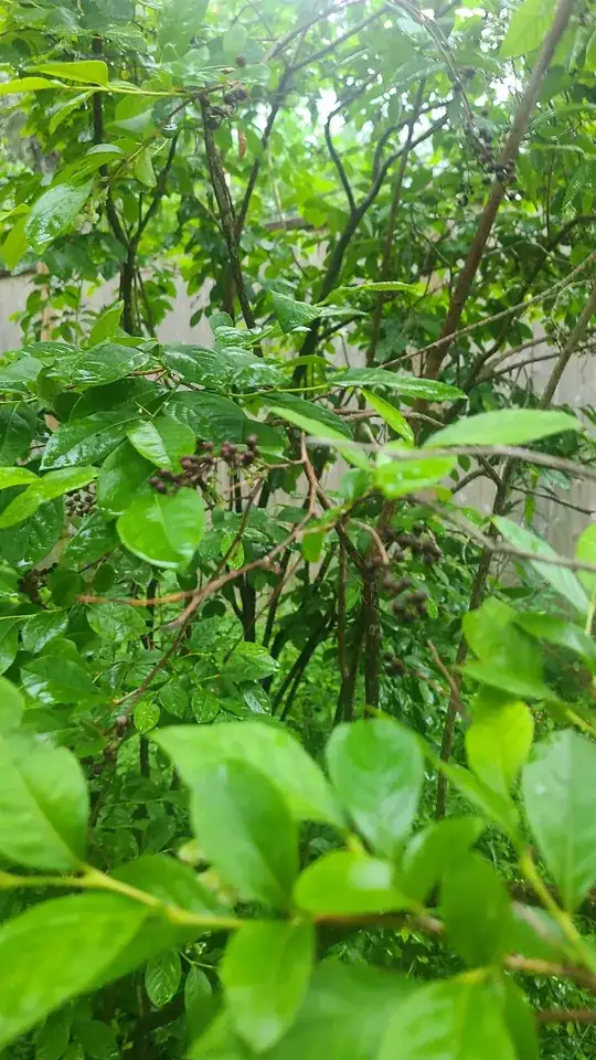 berries