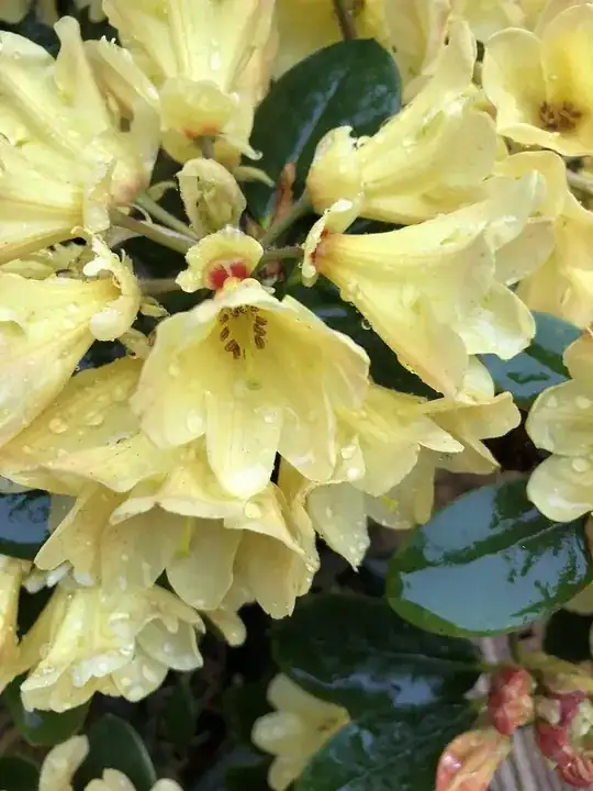 Flowers on the rhododendron