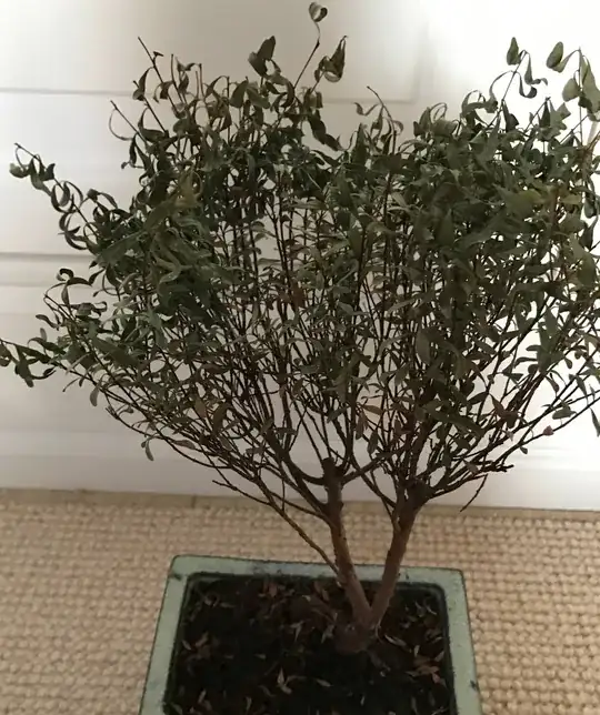 I do not know how to save this bonsai, anyone please help, it has dry curled up leaves, a few of them are yellow, there is some kind of mold on the trunk