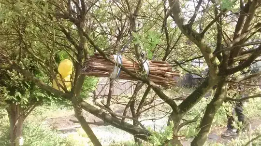 hung from tree