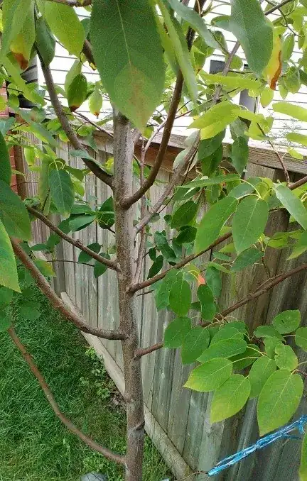 tree in summer