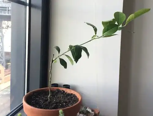 Bent Meyer Lemon