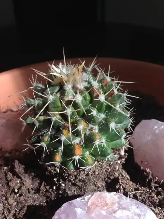 cactus with yellow spots