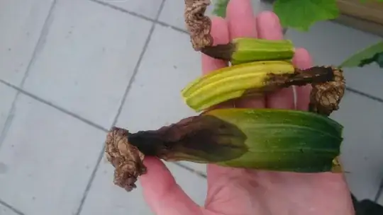 rotten small zucchinis4]