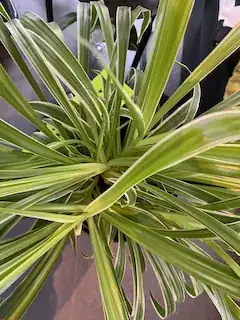 No leaves in the middle because they all lean to a side, no upright leaves, which I do have in one other spider plant.