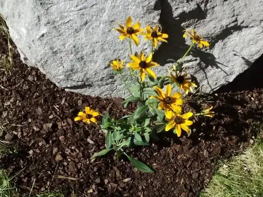 Black-eyed Susan