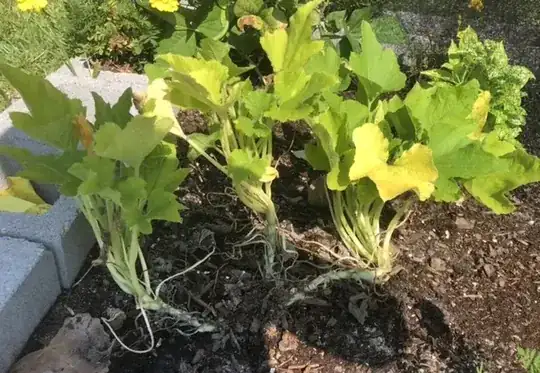 picture of my dying zucchini plant