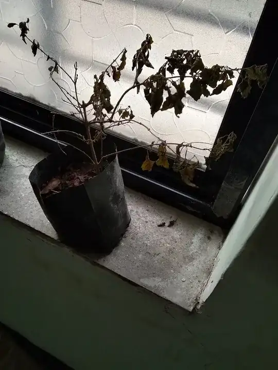 Plant TWO