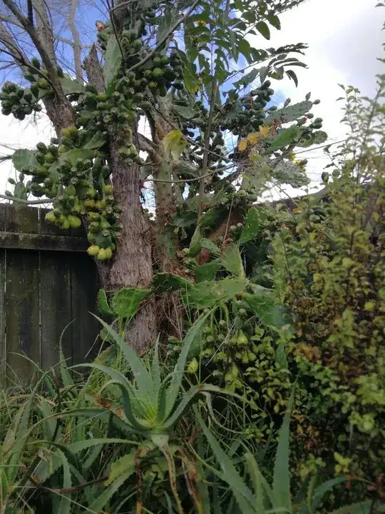 full length prickly pear