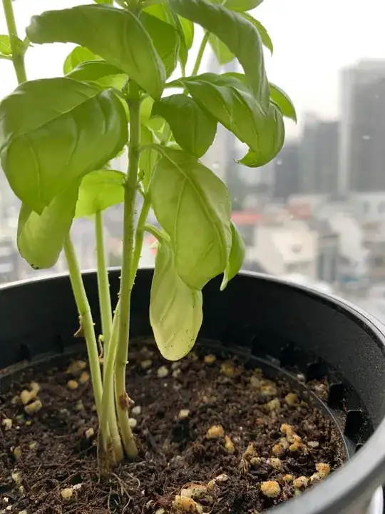 Plant