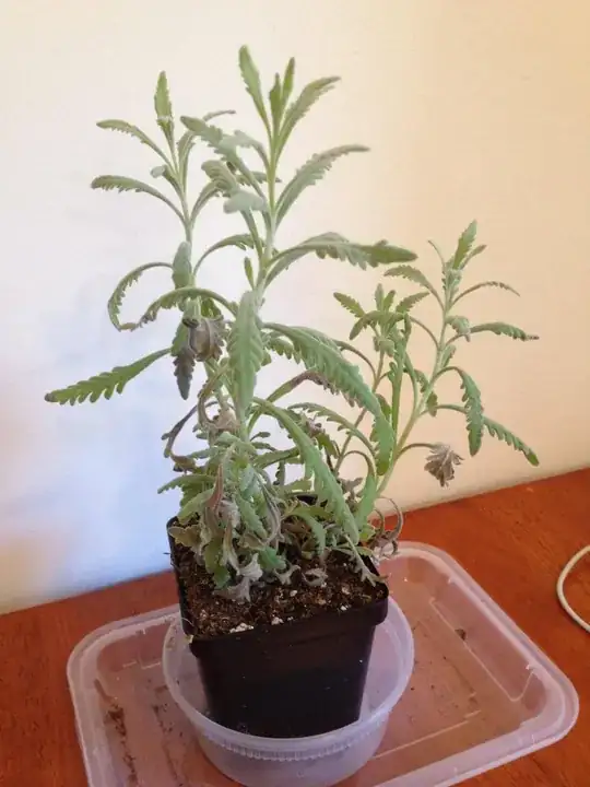 most withering at the bottom of the plant