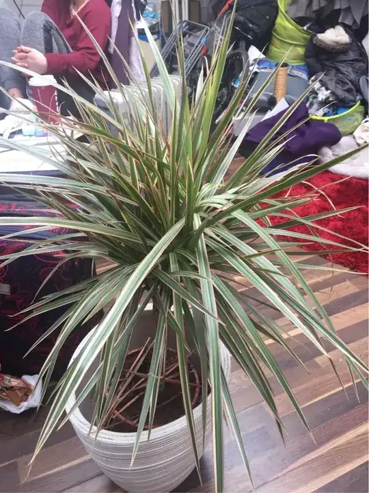 Palm type house plant