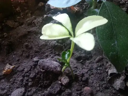 Closeup of the plant, and it has a friend growing close to it, green though