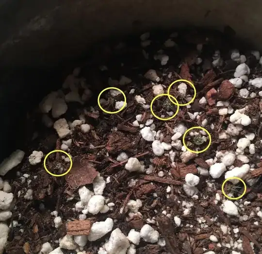 Notocactus seedlings