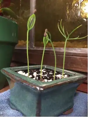 seedlings