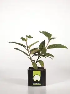 Leather leaf viburnum in 6" pot