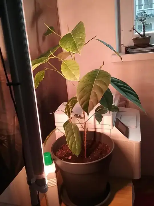 the stand