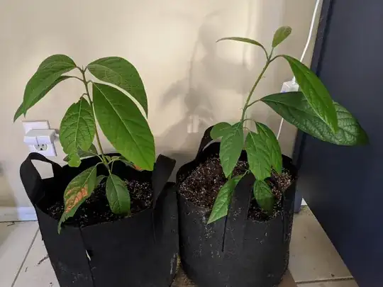 The happy trees