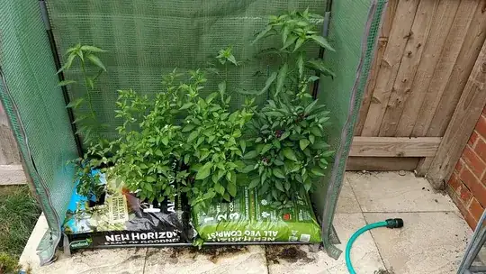planter of eight chilli pepper plants