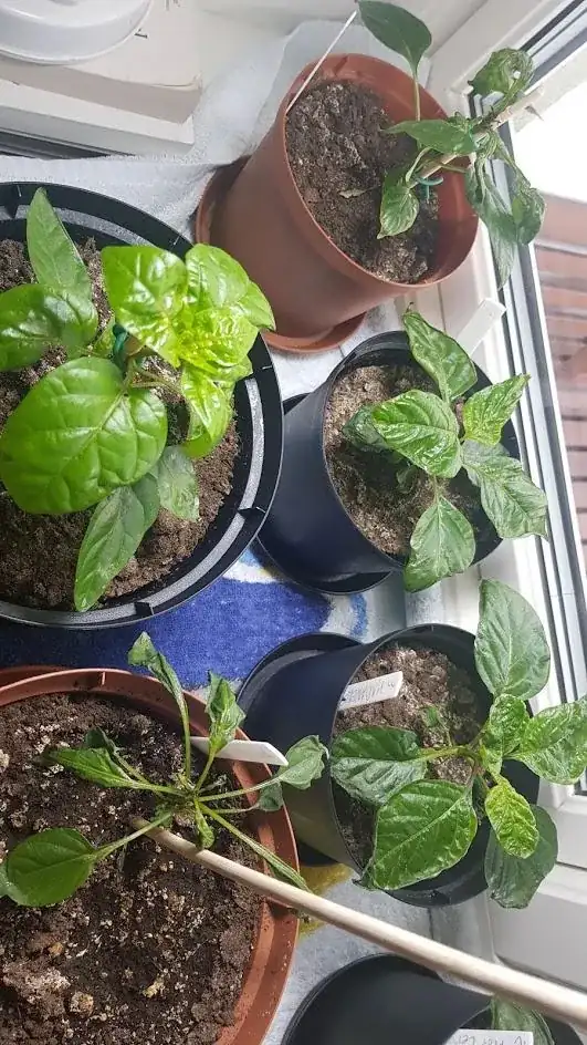Plants after spray