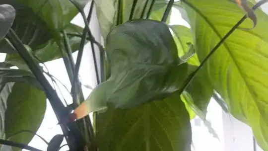 deformed leaf
