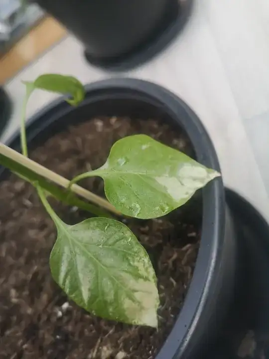 leaf