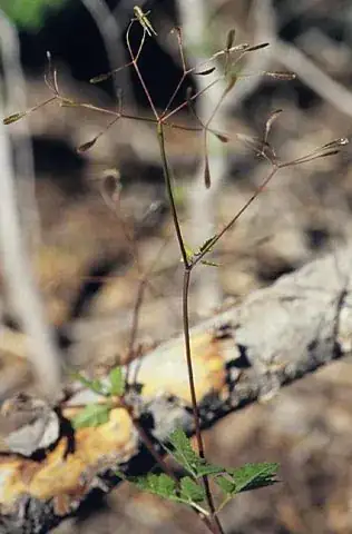 sweet-cicely photo