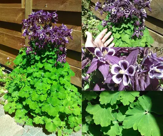 The plant