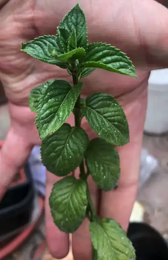 Supposedly spearmeint close-up
