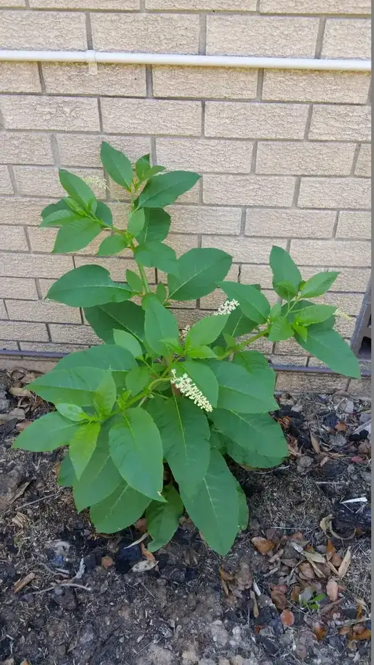 Note the flowers