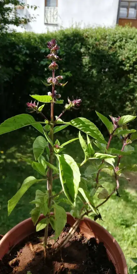 Cinnamon Basil