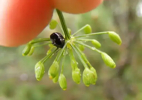 small black beetle