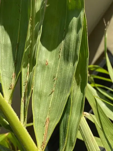 Christmas Palm with disease, photo 2