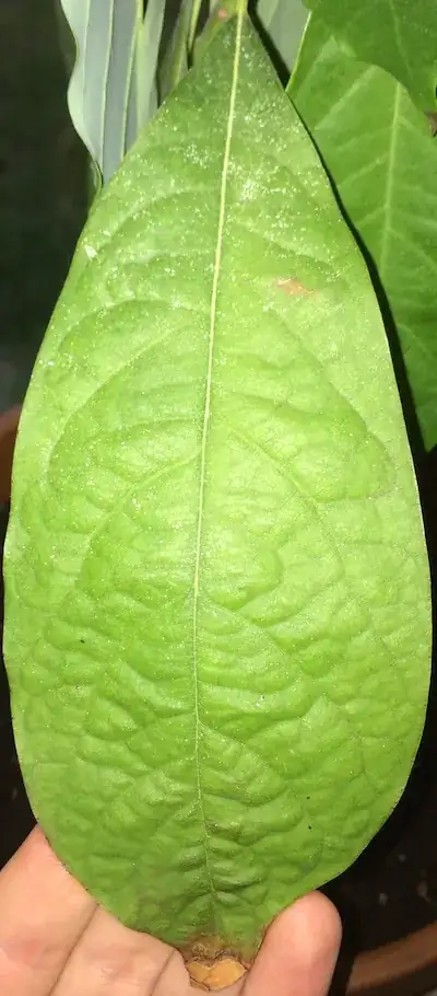 leaf fungus