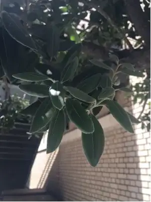 leaves2